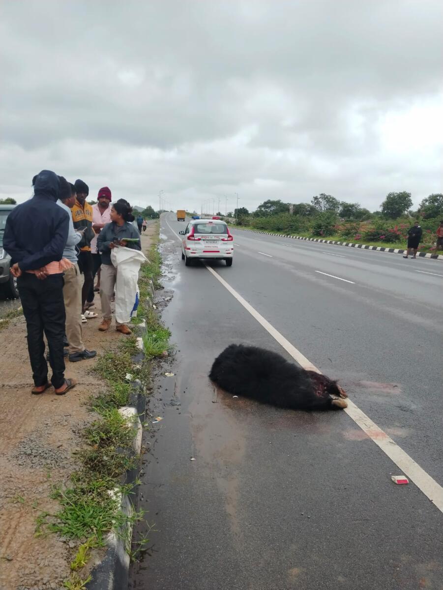 ರಾಷ್ಟ್ರೀಯ ಹೆದ್ದಾರಿಯಲ್ಲಿ ವಾಹನಕ್ಕೆ ಸಿಲುಕಿ ಸತ್ತಿರುವ ಕರಡಿ  