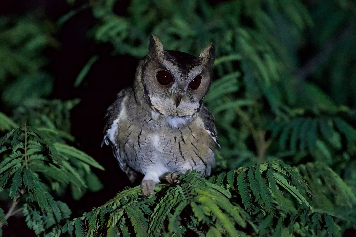 ಹೊಸಪೇಟೆ| ಅತ್ಯಂತ ವಿರಳವಾಗಿ ಕಾಣಿಸುವ ‘ಸ್ಕಾಪ್ಸ್‌ ಗೂಬೆ‘ ದರೋಜಿ ಬಳಿ ಪತ್ತೆ