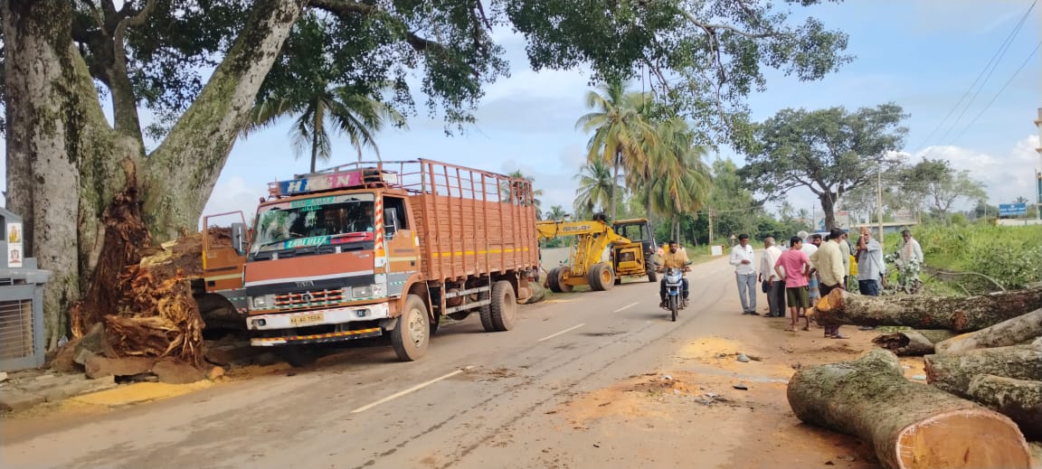 ರೆಂಬೆಯನ್ನು ತೆರವುಗೊಳಿಸಿರುವುದು