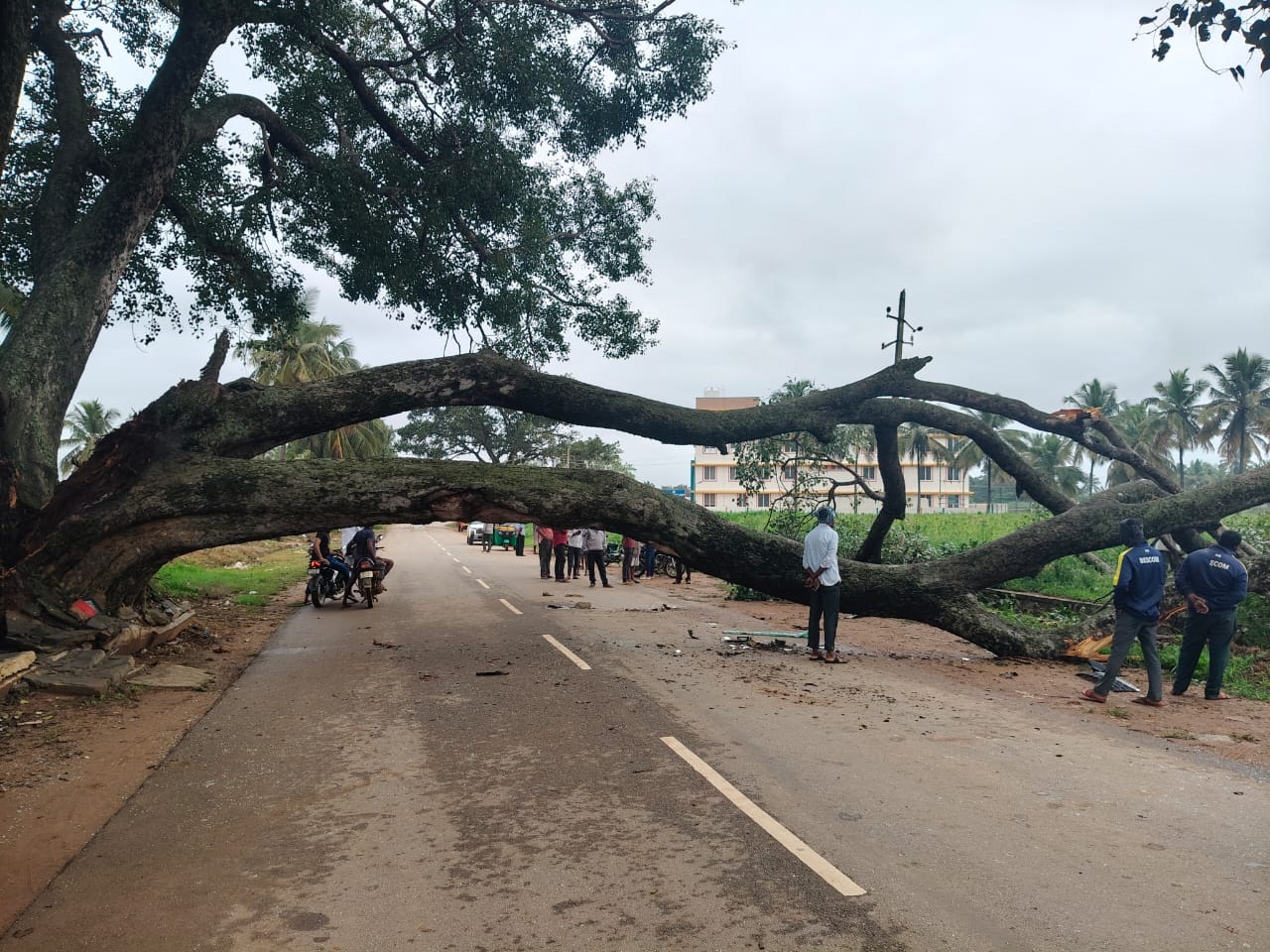 ರಸ್ತೆಗೆ ಅಡ್ಡಲಾಗಿದ್ದ ಮುರಿದು ಬಿದ್ದಿದ್ದ ಬೃಹತ್‌ ಕೊಂಬೆ