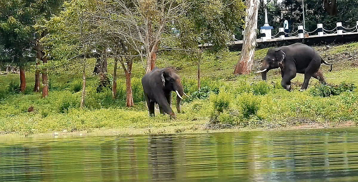 ಕಬಿನಿ ಜಲಾಶಯ ಹಿನ್ನೀರಿನಲ್ಲಿ ಕಾಣಿಸಿಕೊಂಡ ಕಾಡಾನೆಗಳು
