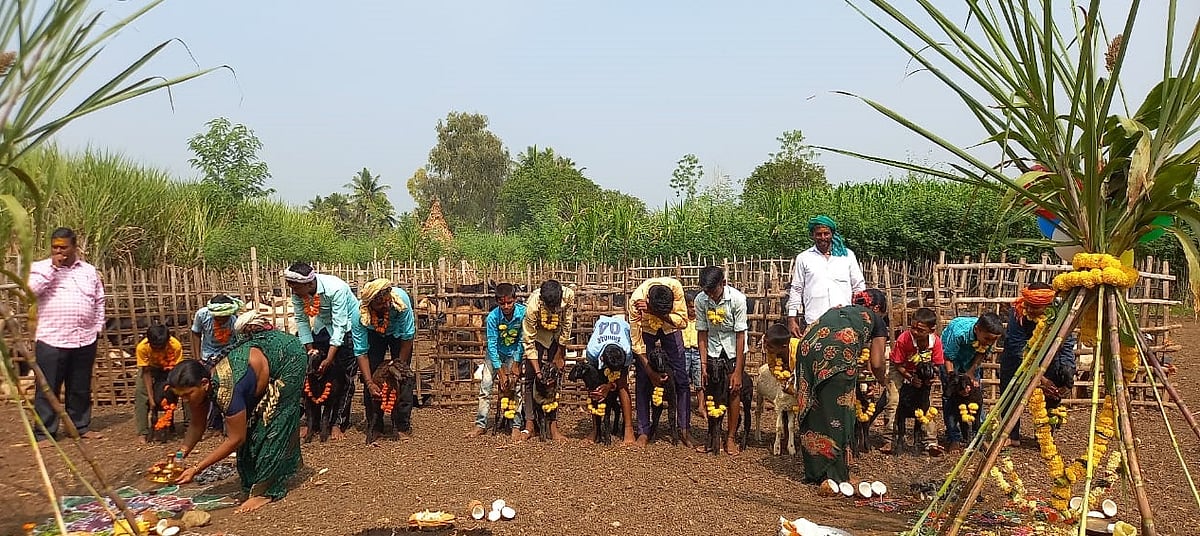 ಮೂಡಲಗಿ | ಕುರಿಗಳಿಗೂ ಬಂತು ದೀಪಾವಳಿ ಸಂಭ್ರಮ