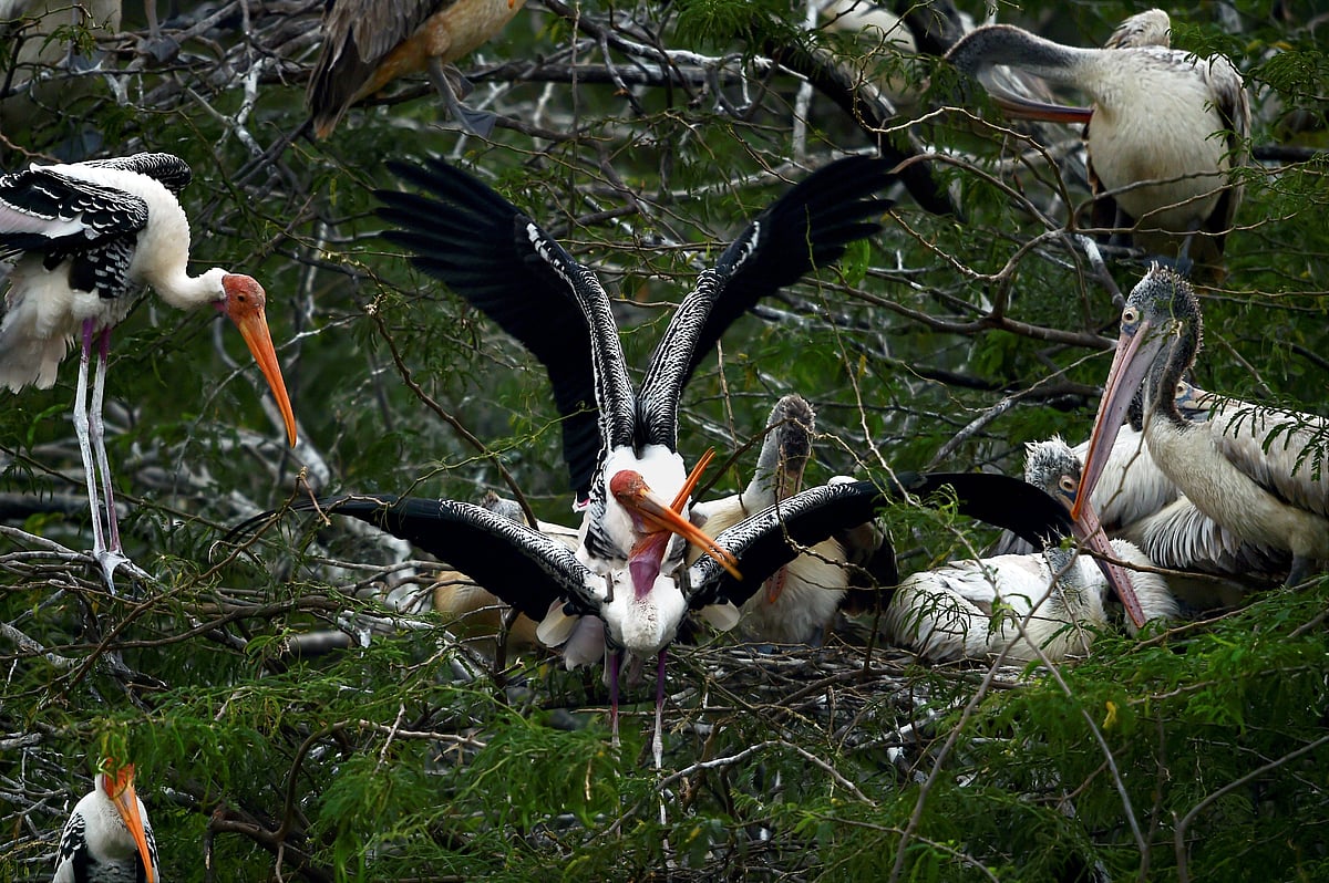 ತಮಿಳುನಾಡು: ವಲಸೆ ಹಕ್ಕಿಗಳ ರಕ್ಷಣೆಗಾಗಿ ‘ಹಸಿರು ದೀಪಾವಳಿ’ ಆಚರಿಸುವ ಗ್ರಾಮಸ್ಥರು 