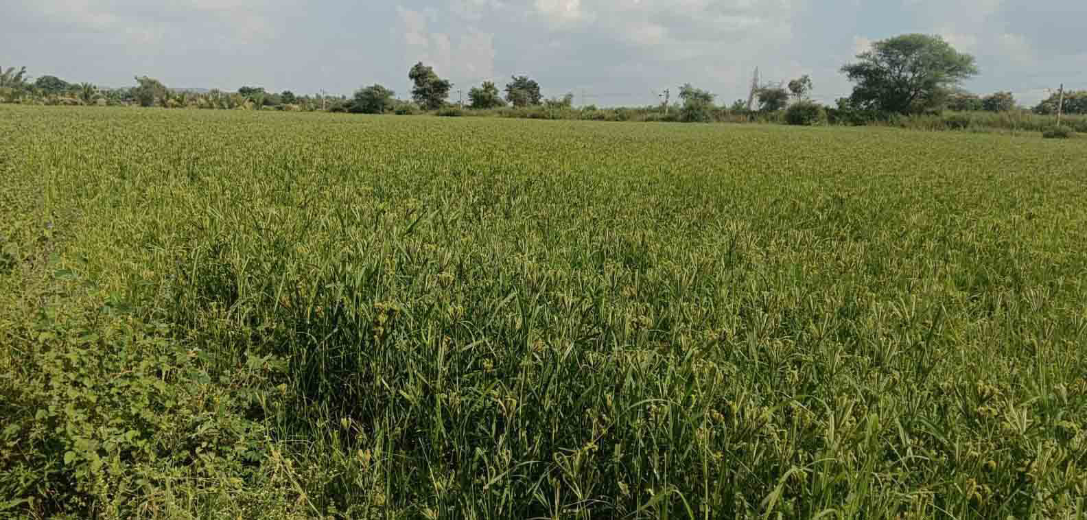 ಕಳೆದ ಎರಡು ವಾರಗಳಿಂದ ಆಗಾಗ್ಗೆ ಮಳೆಯಾಗುತ್ತಿರುವುದರಿಂದ ಚಿಕ್ಕಜಾಜೂರಿನ ಜಮೀನೊಂದರಲ್ಲಿ ಹುಲುಸಾಗಿ ಬೆಳೆದು ನಿಂತಿರುವ ರಾಗಿ ಪೈರು.