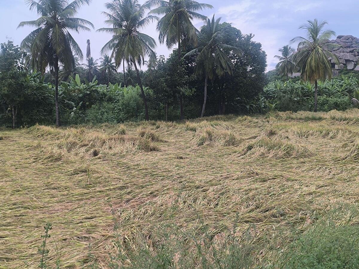 Karnataka Rains | ‘ಕಲ್ಯಾಣ’ದಲ್ಲಿ ಮಳೆ: 3 ಜಾನುವಾರು ಸಾವು