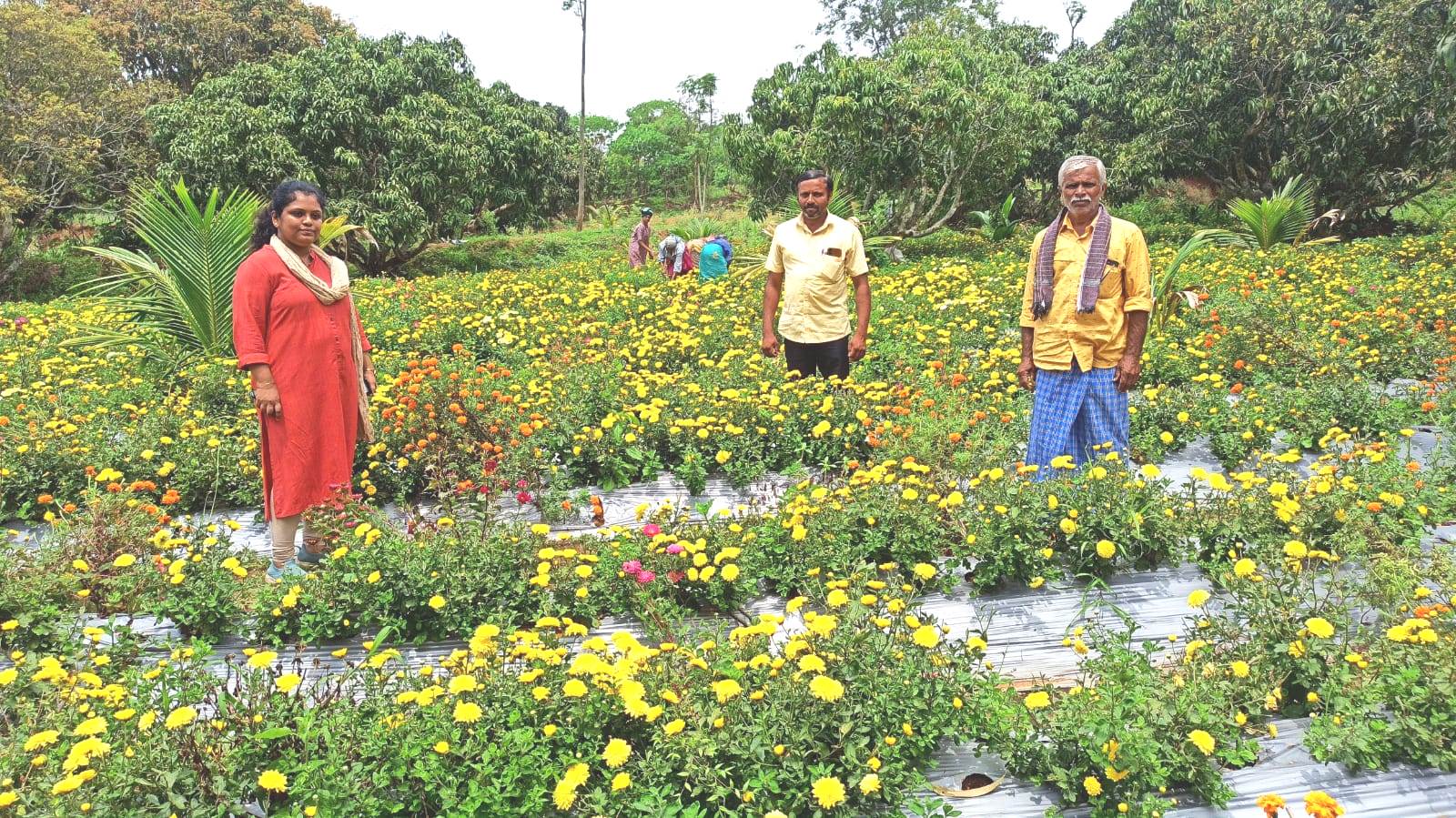 ರೈತ ಚಂದ್ರಯ್ಯ ಬೆಳೆದಿರುವ ಹೂವಿನ ಬೆಳೆ