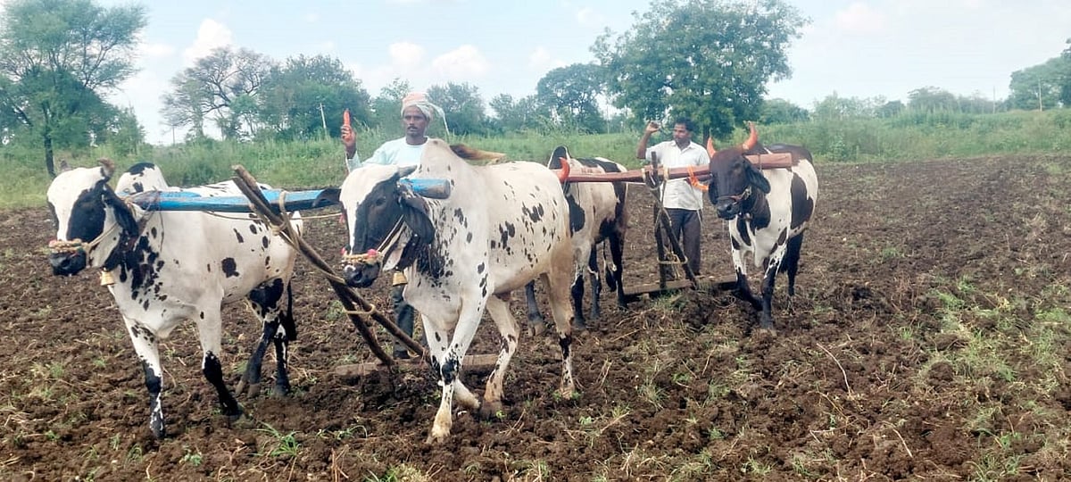 ಕಲಬುರಗಿ | ಚುರುಕು ಪಡೆದ ಬಿಸಿಲು; ಹಿಗ್ಗಿದ ಹಿಂಗಾರು ಬಿತ್ತನೆ ಗುರಿ