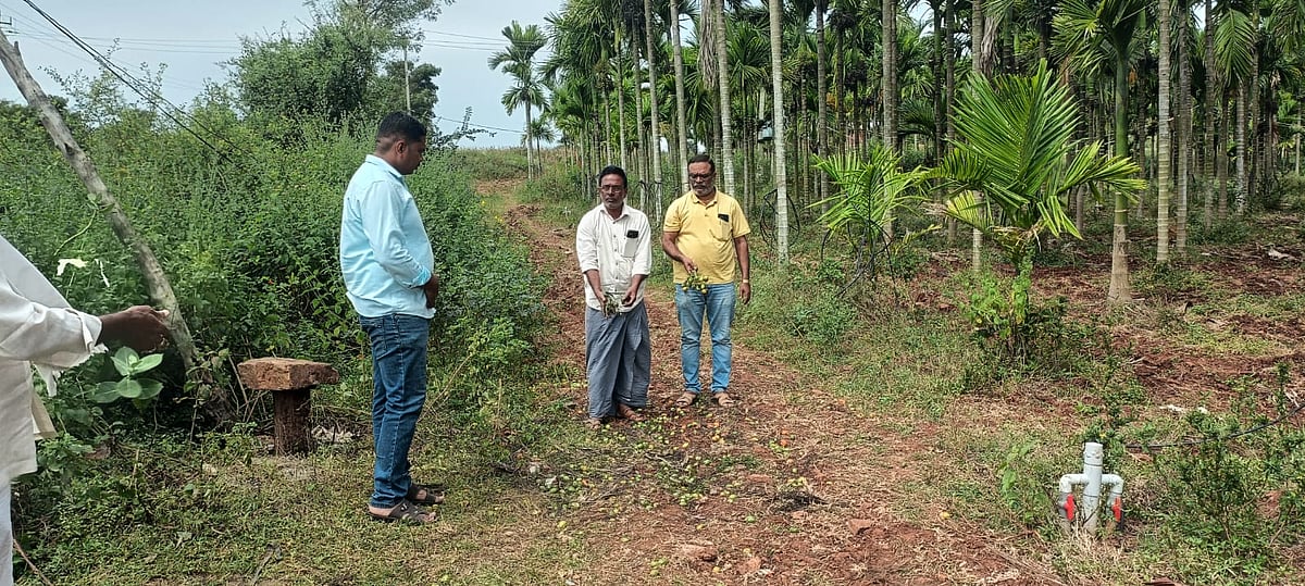 ಸಿರಿಗೆರೆ: ತೋಟದಲ್ಲಿನ ಹಸಿ ಅಡಿಕೆ ಕಳವು
