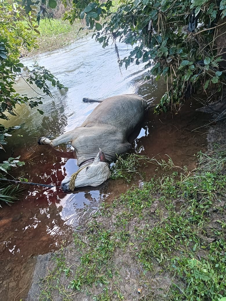 ನಾಗರಾಳ‌ ಜಲಾಶಯದಿಂದ ನೀರು‌ ಬಿಡುಗಡೆ: ಕನಕಪುರದಲ್ಲಿ 2 ಎತ್ತು, ಒಂದು‌ ಹಸು ಸಾವು