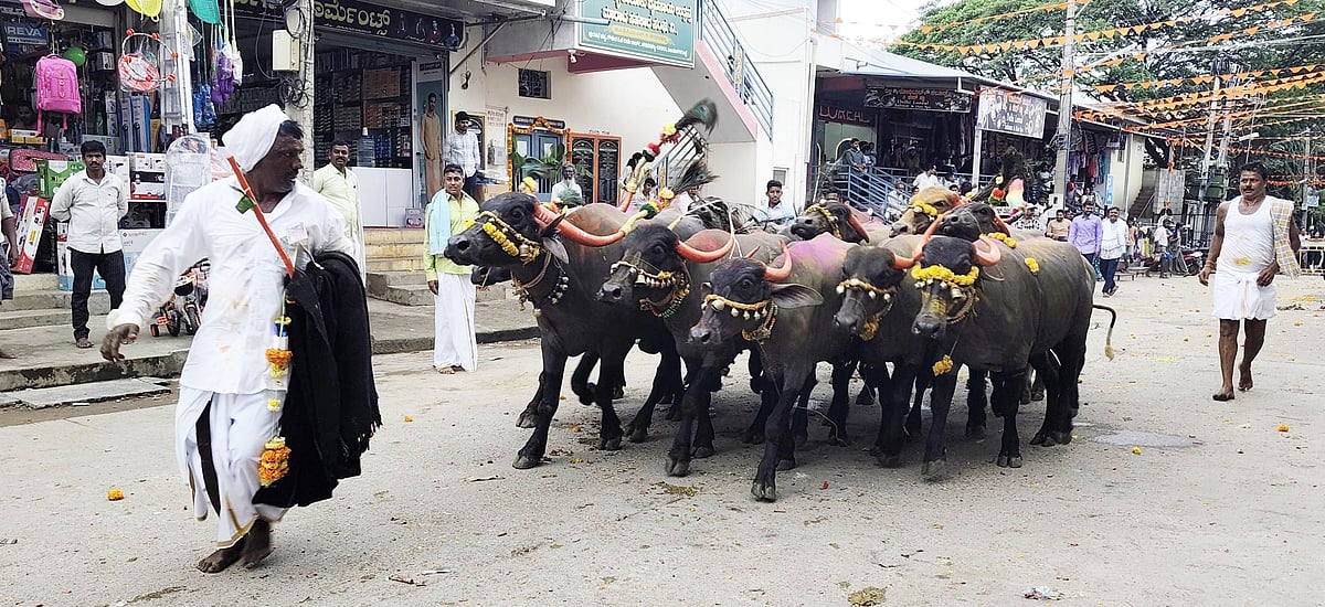 
ಹರಪನಹಳ್ಳಿ: ಗಮನಸೆಳೆದ ಗೌಳಿಗರ ಎಮ್ಮೆಗಳ ಅಲಂಕಾರ, ಸ್ಪರ್ಧೆ