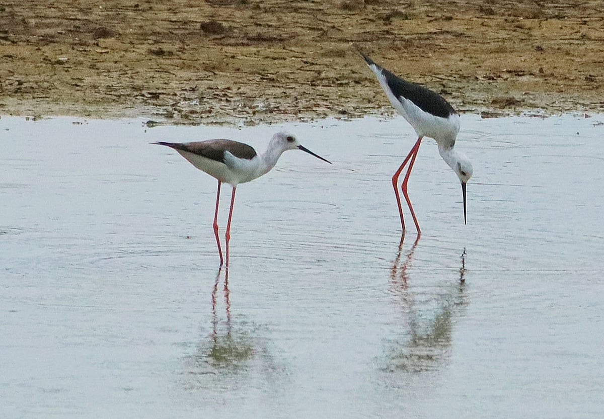 ಉಡುಪಿ: ನೀರು ತುಂಬಿದ ಗದ್ದೆಗಳಲ್ಲಿ ಪಕ್ಷಿಗಳ ಕಲರವ; ಮತ್ತೆ ಬಂದ ವಲಸೆ ಬಾನಾಡಿಗಳು