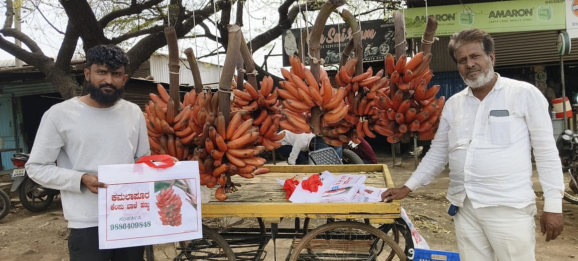 ಕಮಲಾಪುರಕ್ಕೆ ಆಂಧ್ರದ ಕೆಂಬಾಳೆ ಲಗ್ಗೆ 