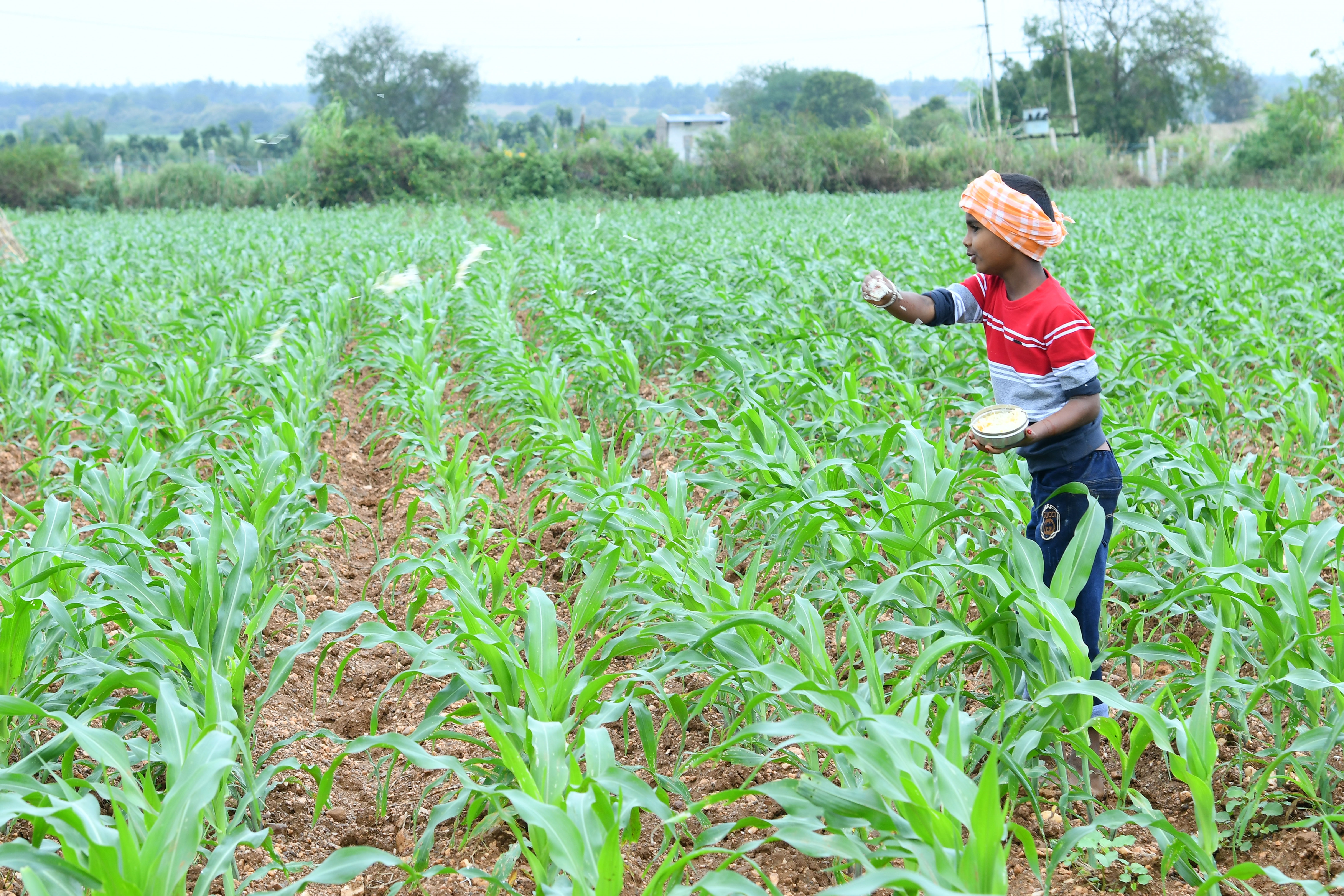 ಹಾವೇರಿ ಬಳಿಯ ಜಮೀನೊಂದರಲ್ಲಿ ಬಾಲಕನೊಬ್ಬ ದೀಪಾವಳಿ ಹಬ್ಬದ ಅಂಗವಾಗಿ ಚರಕ ಚೆಲ್ಲಿ ಭೂಮಿ ತಾಯಿಗೆ ನಮಿಸಿದ