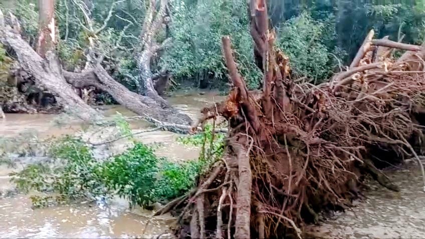 ಕುಶಾಲನಗರ ಸಮೀಪದ ಗುಡ್ಡೆಹೊಸೂರು ಗ್ರಾಮ ಪಂಚಾಯತಿ ವ್ಯಾಪ್ತಿಯ ತೆಪ್ಪದಕಂಡಿ ಬಳಿ ಅತಿಯಾದ ಮಳೆಯಿಂದ ಕಾವೇರಿ ನದಿ ತಟದಲ್ಲಿದ್ದ ಬೃಹತ್ ಮಾವಿನ ಮರದ ಬುಡ ಸಡಿಲಗೊಂಡು ನದಿಗೆ ಅಡ್ಡಲಾಗಿ ಉರುಳಿ ಬಿದ್ದಿದೆ