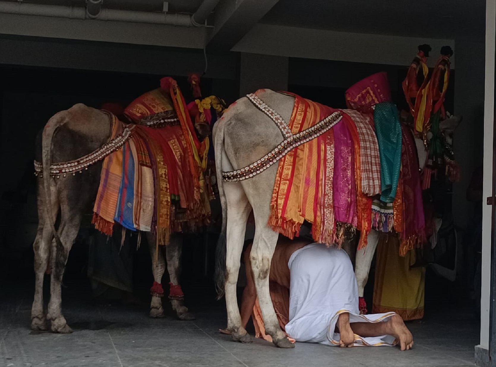 ದಾವಣಗೆರೆ ನಗರದ ಮನೆಯೊಂದರಲ್ಲಿ ದೀಪಾವಳಿ ಹಬ್ಬದ ಅಂಗವಾಗಿ ಕೋಲೆ ಬಸವನಿಗೆ ಪೂಜೆ ಸಲ್ಲಿಸಿ ಬಸವನ ಕಾಲಿನಡಿ ಸಾಗಿದರು