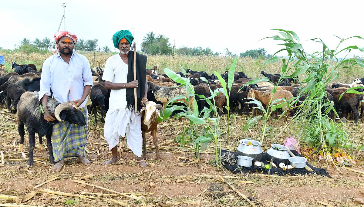 ದೀಪಾವಳಿ:ಹಟ್ಟಿ ಲಕ್ಕವ್ವ ಪೂಜೆ, ಹೋರಿ ಸ್ಪರ್ಧೆ