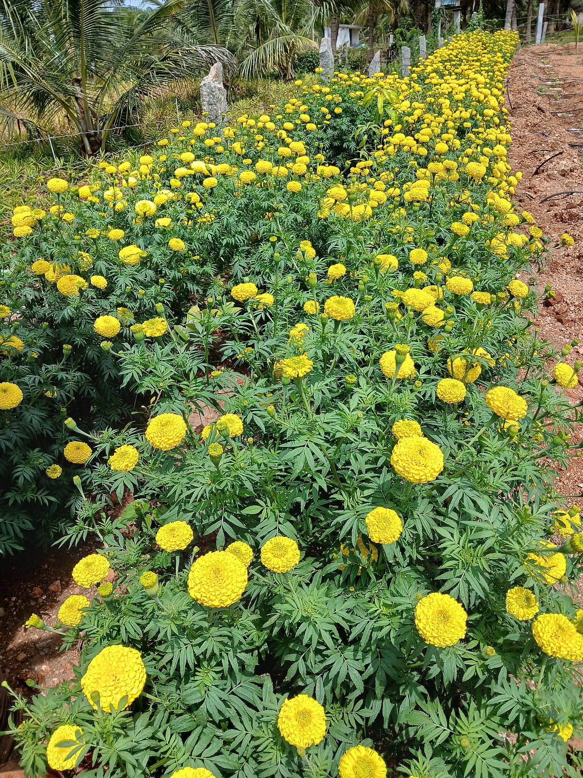 ಮೈಸೂರು | ಹಬ್ಬದ ಋತುವಿನಲ್ಲೂ ಬೆಲೆ ಕುಸಿತ: ಪುಷ್ಪ ಕೃಷಿಗೆ ತೀವ್ರ ಹಿನ್ನಡೆ