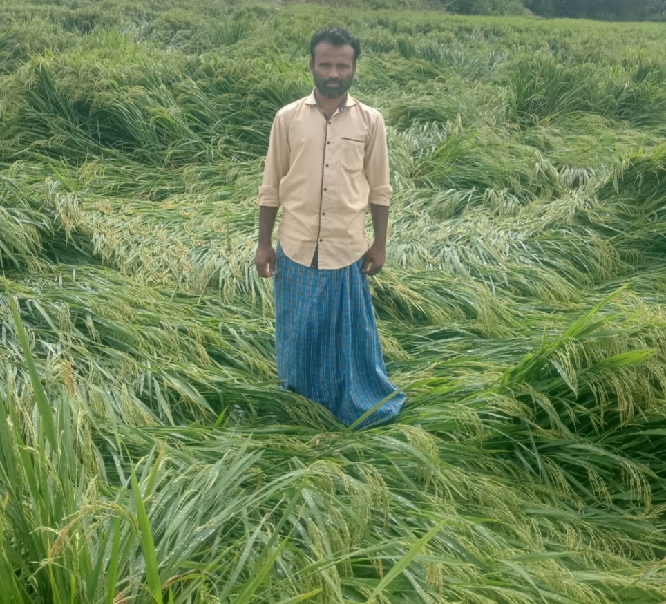 ಹಟ್ಟಿ ಚಿನ್ನದ ಗಣಿ ಪಟ್ಟಣದ ಗೌಡೂರು ಗ್ರಾಮದಲ್ಲಿ‌ ಮಳೆಗೆ ರೈತ‌ಬೆಳೆದ ಭತ್ತ ನೆಲಕಚ್ಚಿದೆ.