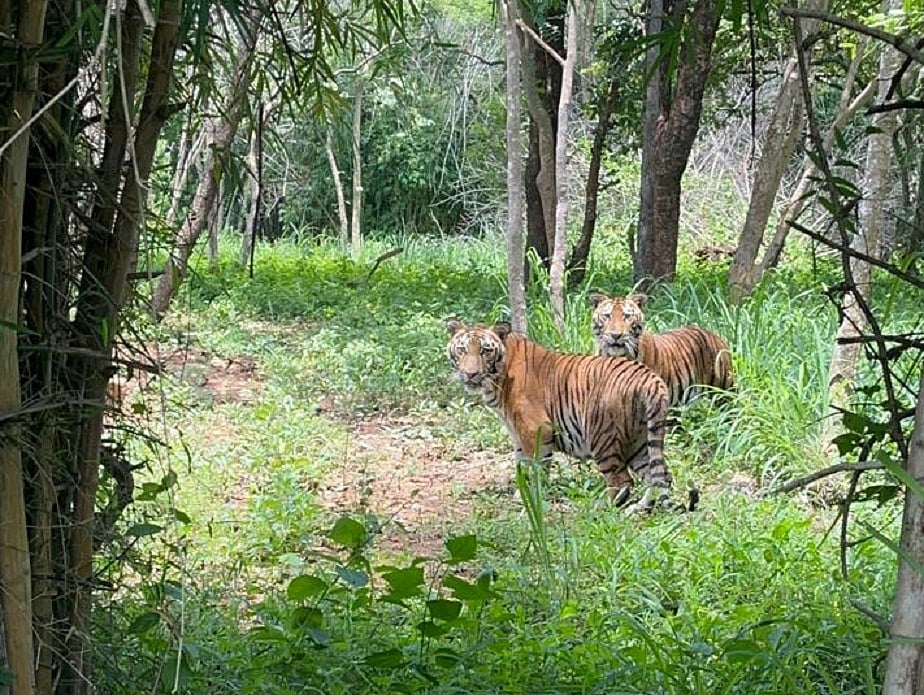 ಬನ್ನೇರುಘಟ್ಟ ಜೈವಿಕ ಉದ್ಯಾನದ ಎರಡು ಹುಲಿ ಮರಿ ದತ್ತು ಪಡೆದ ಪ್ರೆಸ್ಟೀಜ್ ಗ್ರೂಪ್