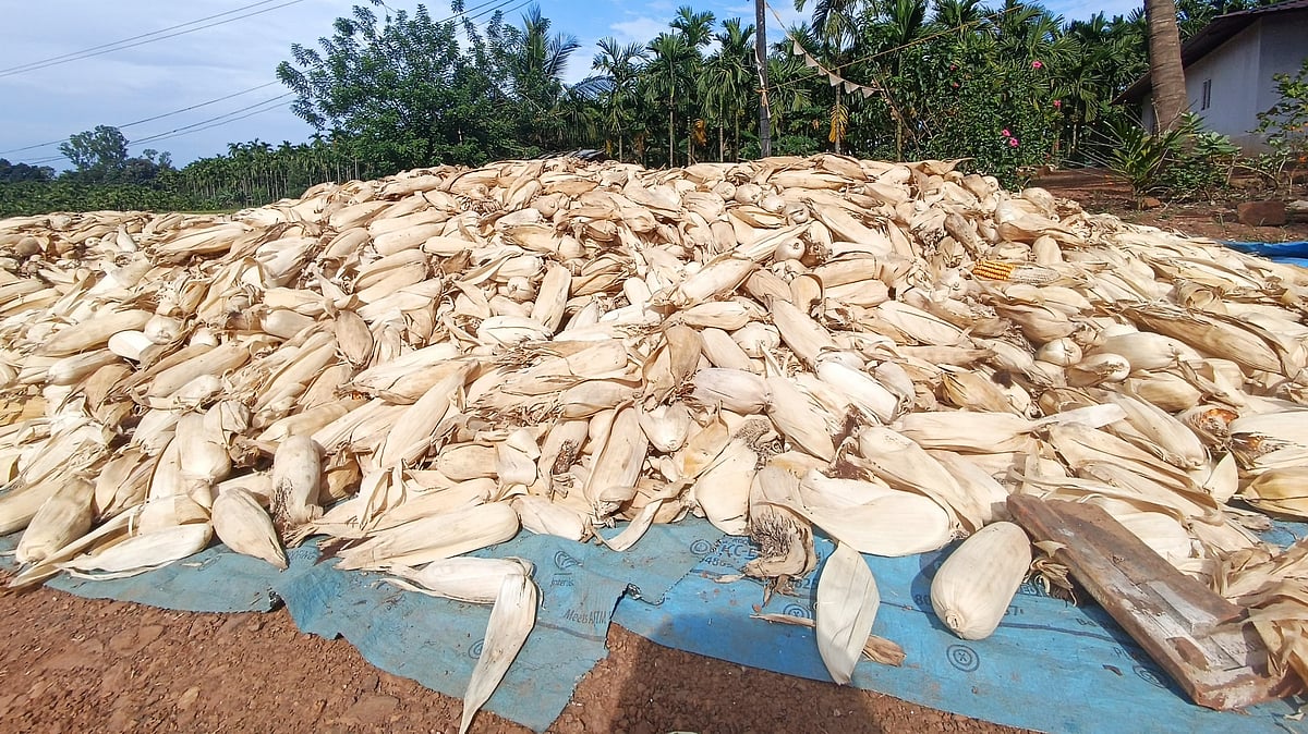 ಮೆಕ್ಕೆಜೋಳ; ಇಳುವರಿ ಕೊರತೆ ನಡುವೆ ಉತ್ತಮ ಬೆಲೆ