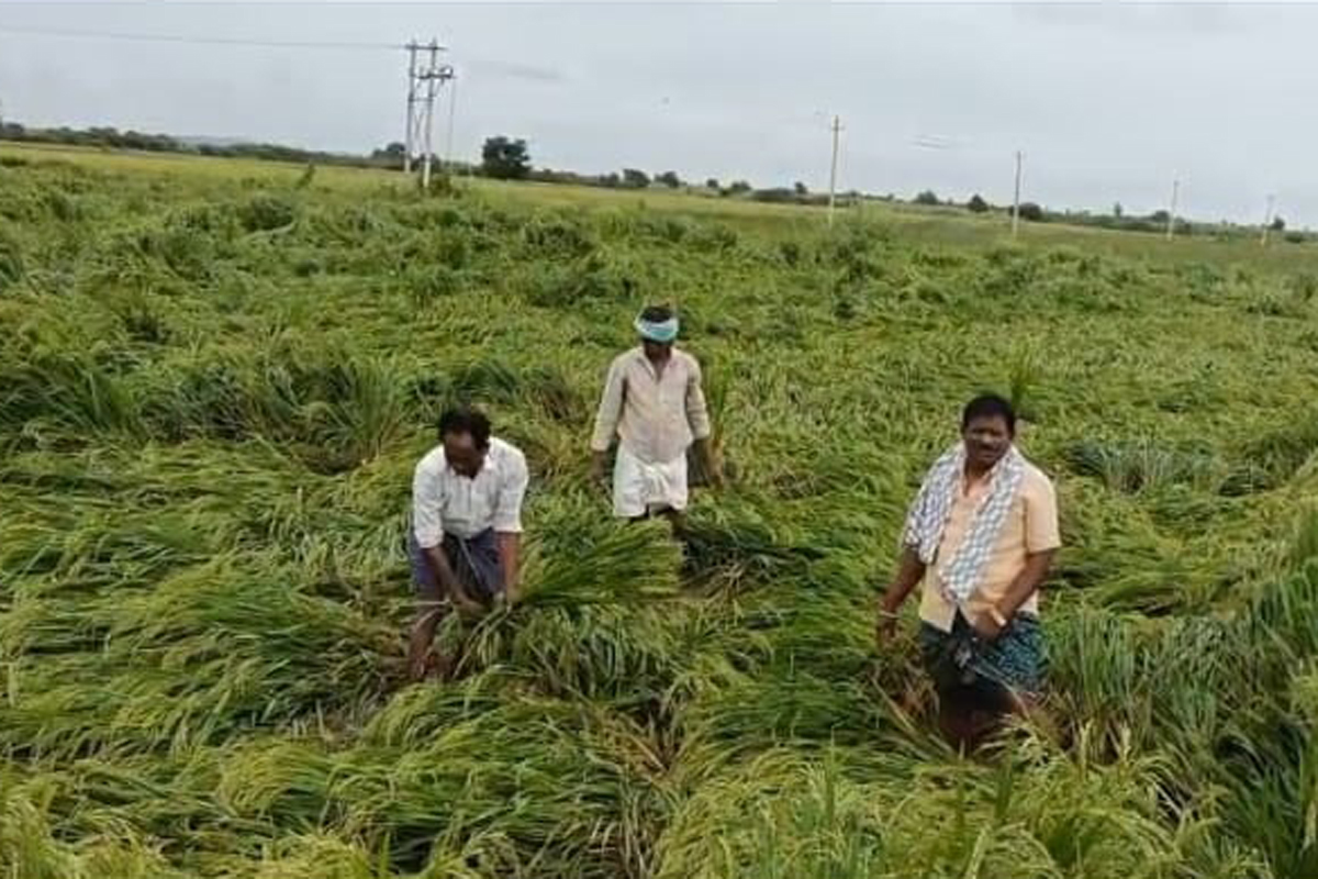 ಕವಿತಾಳ ಸಮೀಪದ ಗೂಗೆಬಾಳ ಸುತ್ತಮುತ್ತ ಗುರುವಾರ ರಾತ್ರಿ ಸುರಿದ ಮಳೆಯಿಂದ ಭತ್ತದ ಬೆಳೆ ನೆಲಕಚ್ಚಿರುವುದು