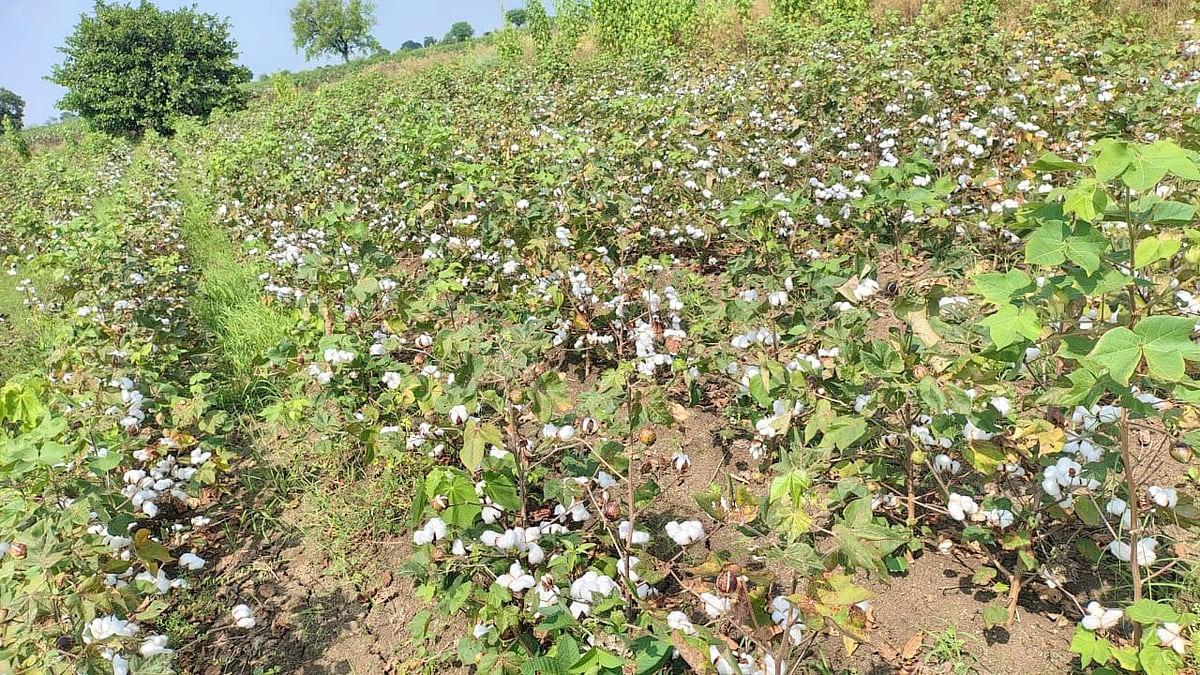 ಶಹಾಪುರ: ಹತ್ತಿ ಮಾರಾಟಕ್ಕೆ ಪ್ರಚಾರದ ಕೊರತೆ ಪರದಾಟ