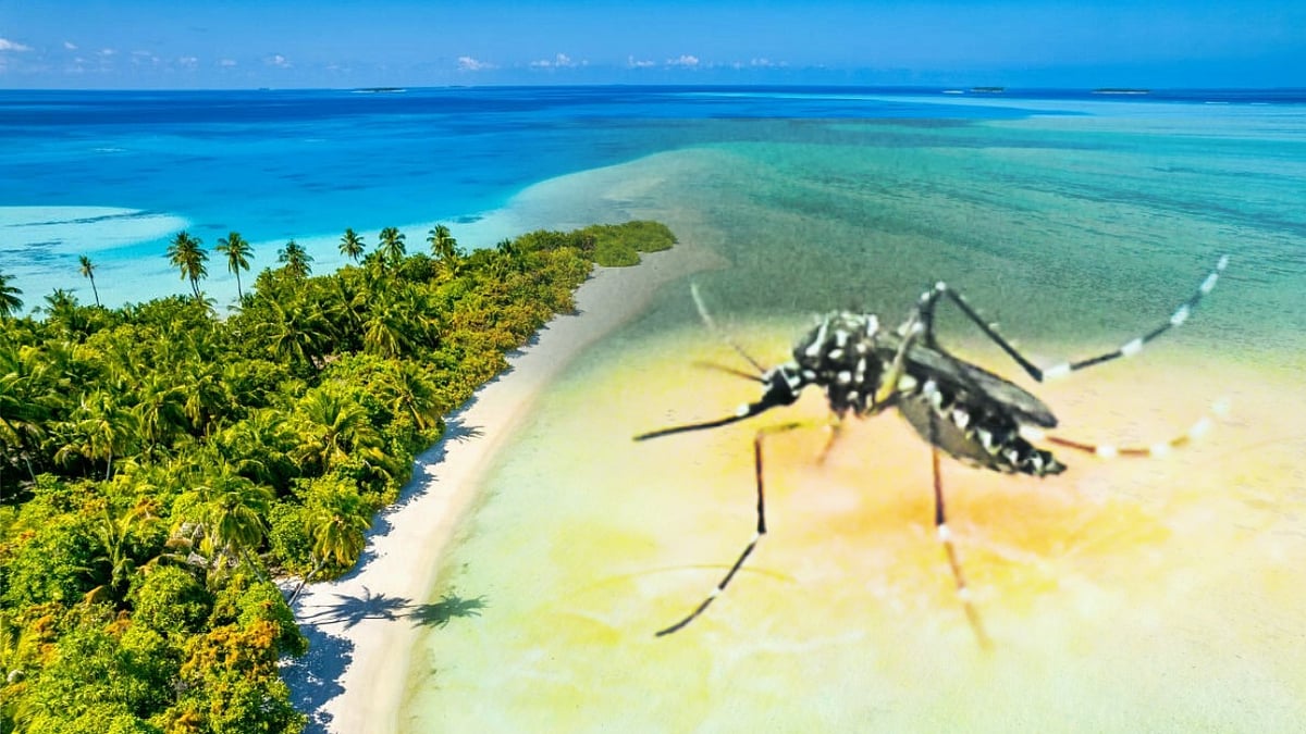 ಐಸ್‌ಲ್ಯಾಂಡ್‌ನಲ್ಲೂ ಸೊಳ್ಳೆ ಪತ್ತೆ: ಜಾಗತಿಕ ತಾಪಮಾನ ಏರಿಕೆಯ ಪರಿಣಾಮ ಎಂದ ತಜ್ಞರು