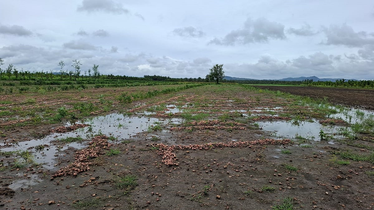 ಹಿರಿಯೂರು | ನಿರಂತರ ಮಳೆ: ಕುರಿಗಳಿಗೆ ಆಹಾರವಾದ ಕೊಳೆತ ಈರುಳ್ಳಿ