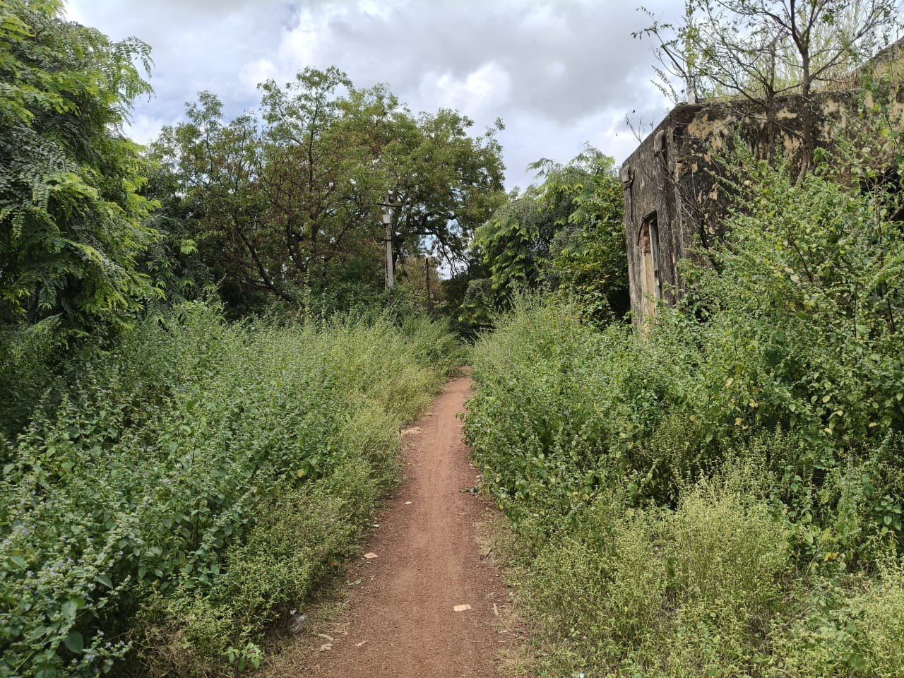 ಹುಮನಾಬಾದ್ ಪಟ್ಟಣದಲ್ಲಿರುವ ತಹಶೀಲ್ದಾರ್ ವಸತಿ ಗೃಹಕ್ಕೆ ಹೋಗುವ ರಸ್ತೆಯಲ್ಲಿ ಬೆಳೆದಿರುವ ಗಿಡಗಂಟಿಗಳು