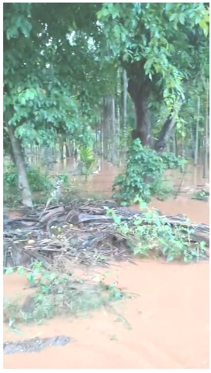 ಅಡಿಕೆ ತೋಟದಲ್ಲಿ ಮಳೆ ನೀರು ನಿಂತಿರುವುದು