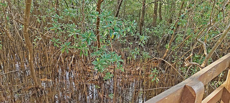 Mangrove Forest Karnataka: ಕಾಂಡ್ಲಾ ಕಾಡಿನಲ್ಲೊಂದು ಸುತ್ತು...