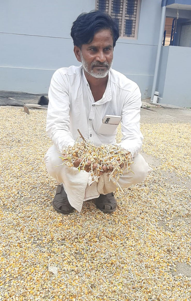 ಹೂವಿನಹಡಗಲಿಯ ರೈತ ದೊಡ್ಡಮನಿ ಗುರುಬಸವರಾಜ ಅವರ ಮೆಕ್ಕೆಜೋಳದ ಫಸಲು ಮೊಳಕೆ ಒಡೆದಿದೆ