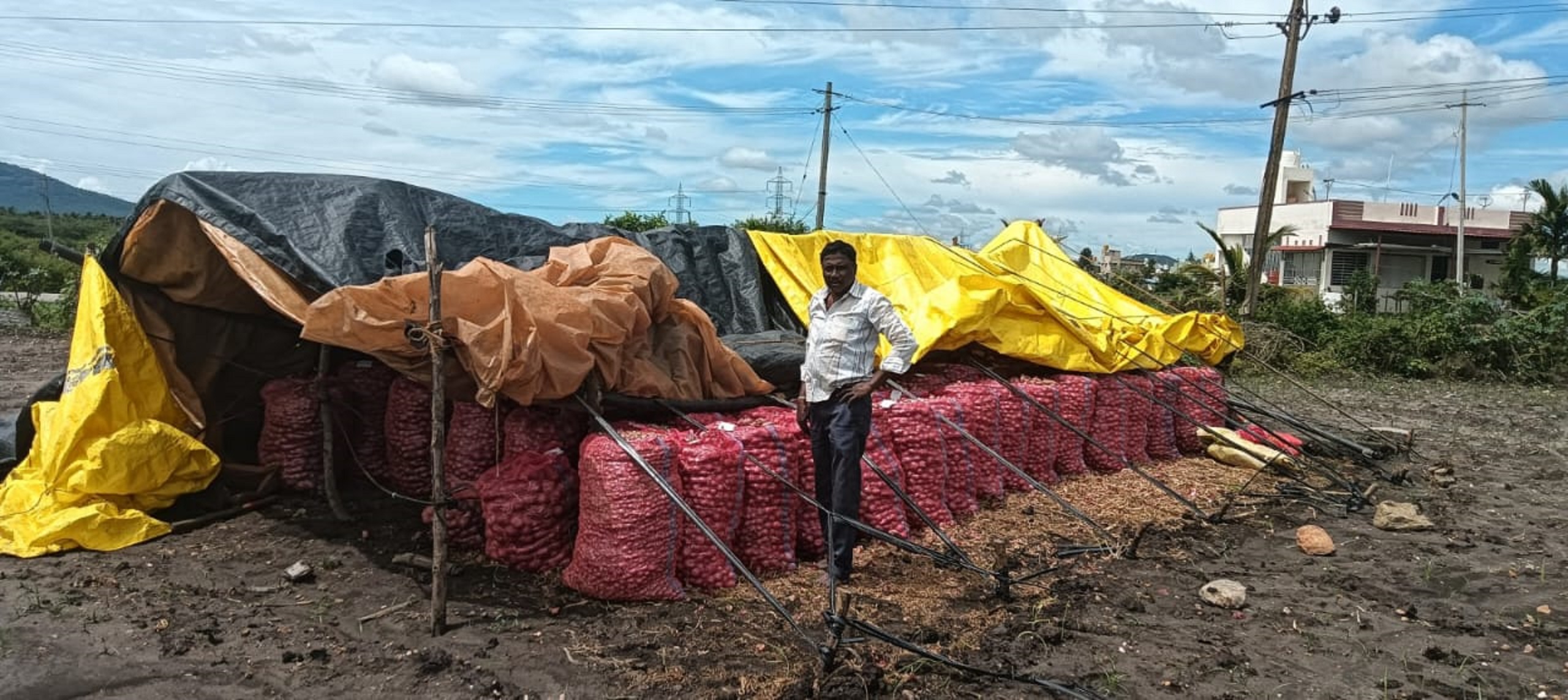 ಕಡೂರು ತಾಲ್ಲೂಕಿನಲ್ಲಿ ಈರುಳ್ಳಿ ಫಸಲು ರಕ್ಷಿಸಲು ರೈತರು ಪರದಾಡುತ್ತಿರುವುದು