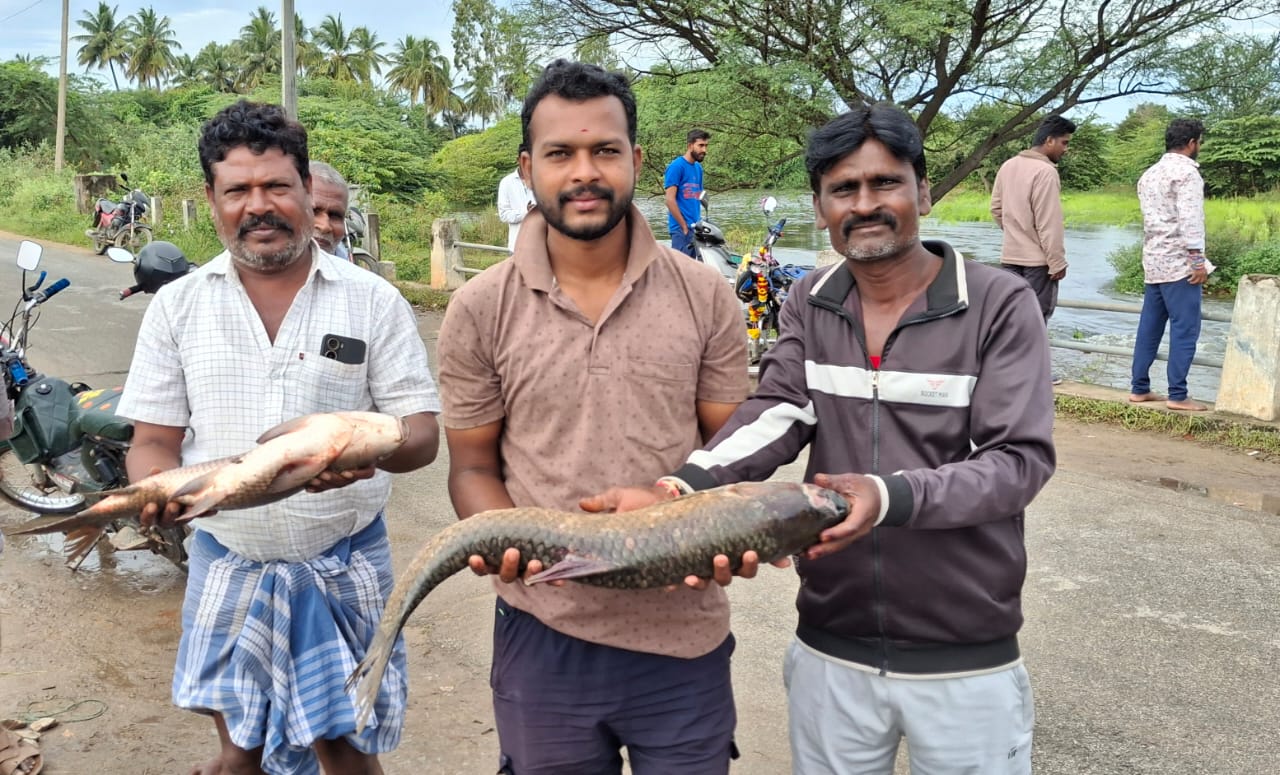 ನಂಗಲಿ ಕೆರೆ ಕೋಡಿಯ ನೀರಿನಲ್ಲಿ ಹಿಡಿದಿರುವ ಮೀನುಗಳು 
