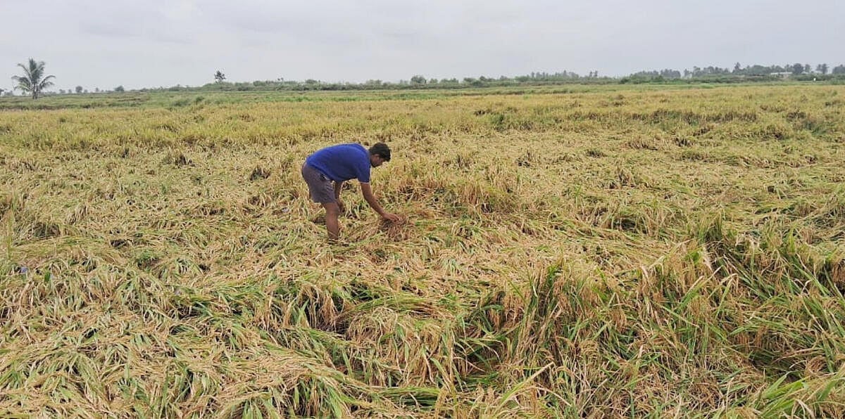 Karnataka Rains | ನೆಲಕಚ್ಚಿದ ಭತ್ತದ ಪೈರು: ಆತಂಕದಲ್ಲಿ ರೈತರು