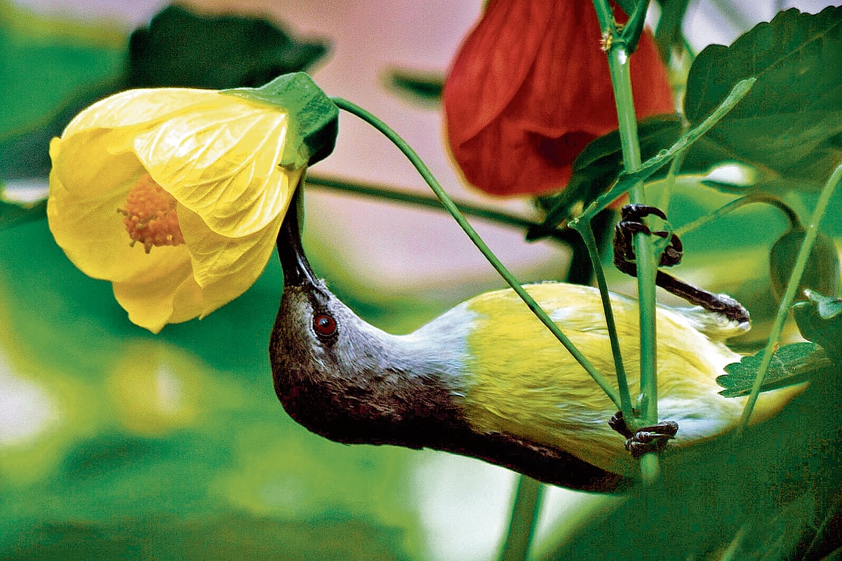 ಬಾಲ್ಕನಿಯಲ್ಲಿ ಸೂರಕ್ಕಿಯ ಬಾಣಂತನ