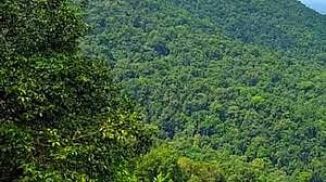 ಚಿಕ್ಕಮಗಳೂರು | 580 ಎಕರೆ ಅರಣ್ಯ ಒತ್ತುವರಿ ಪತ್ತೆ: ಎಫ್‌ಐಆರ್‌ ದಾಖಲು