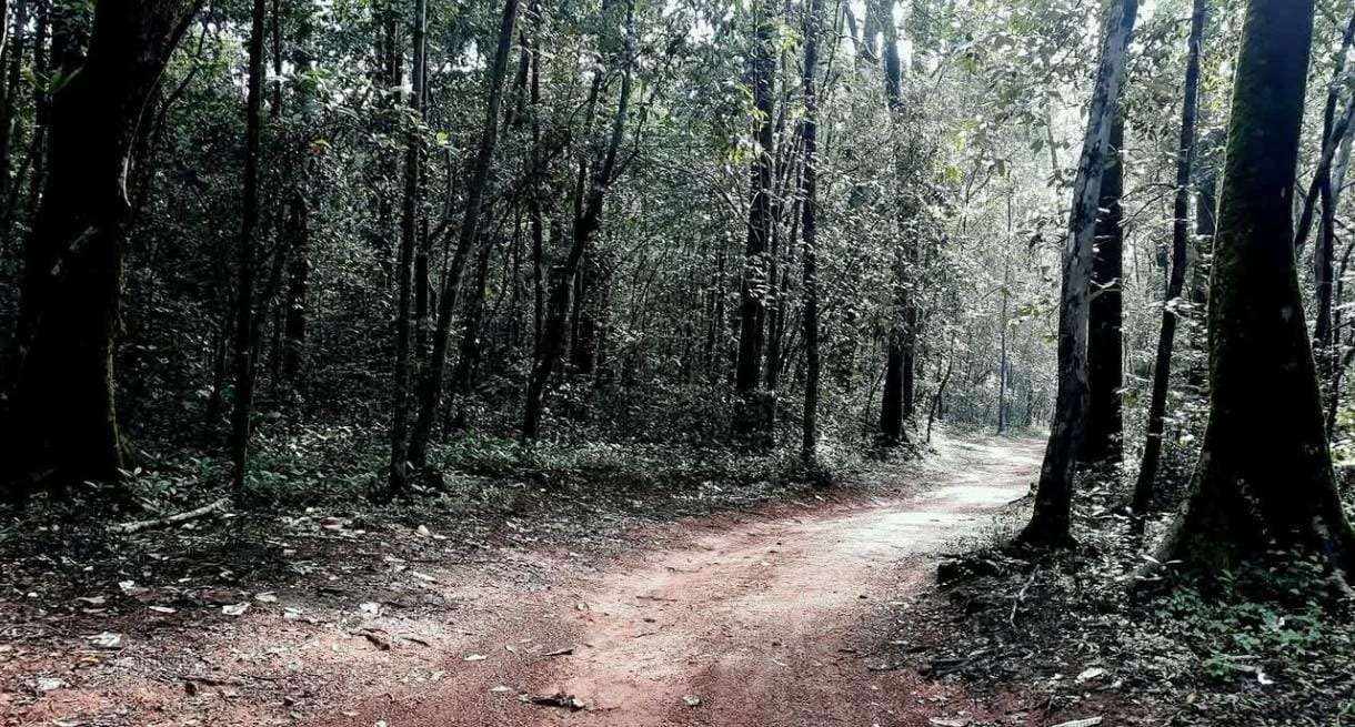 ಪಿಲಾರಕಾನ ಕಾಡು