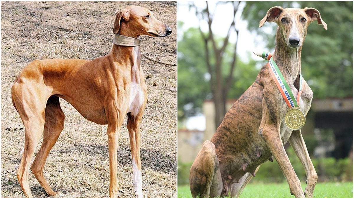 ಮುಧೋಳ ಹೌಂಡ್‌, ರಾಮ್‌ಪುರ ದೇಶಿ ತಳಿಯ 150 ನಾಯಿಗಳಿಗೆ BSF ತರಬೇತಿ