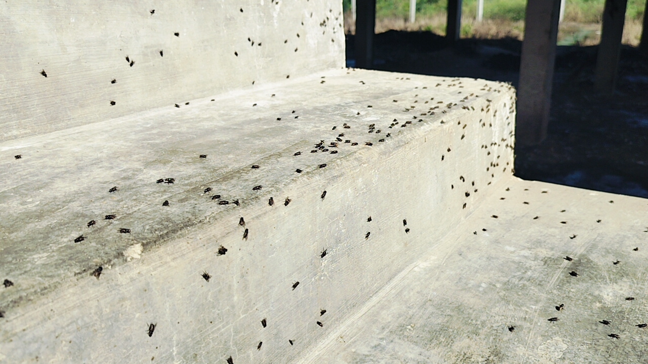 ಮನೆ ಮೆಟ್ಟಿಲುಗಳ ಮೇಲೆ ಕುಳಿತಿರುವ ನೊಣಗಳು