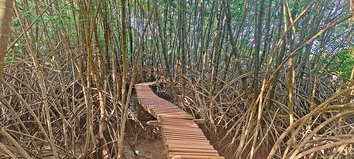 Mangrove Forest Karnataka: ಕಾಂಡ್ಲಾ ಕಾಡಿನಲ್ಲೊಂದು ಸುತ್ತು...