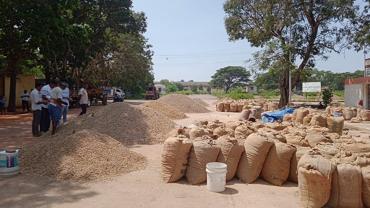 ಹುಬ್ಬಳ್ಳಿ | ಶೇಂಗಾ: ಆವಕ ಹೆಚ್ಚಳ, ಗುಣಮಟ್ಟ ಕುಸಿತ