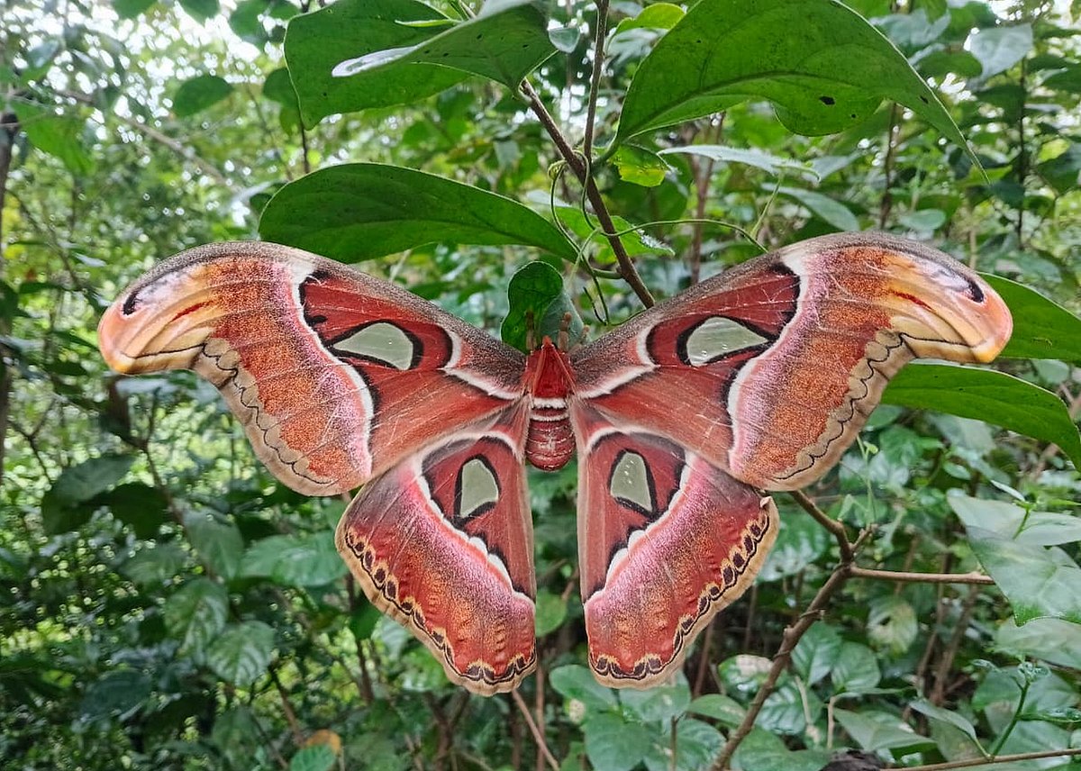 ಗುಡ್ಡೆಹಳ್ಳಿ: 24 ಸೆಂ.ಮೀ ಅಗಲದ ರೆಕ್ಕೆ ಹೊಂದಿರುವ ದೈತ್ಯ ಪತಂಗ ಪತ್ತೆ