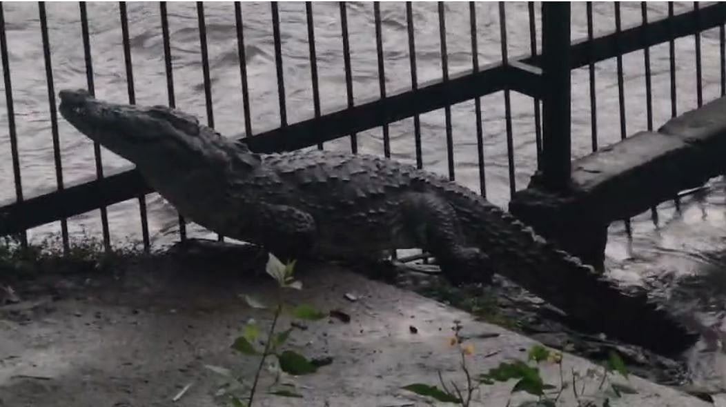 ಕಾಳಿ ನದಿ: ರಕ್ಷಣೆಗೆ ಹಾಕಿದ್ದ ತಂತಿಬೇಲಿ ದಾಟಿ ಬಂದ ಮೊಸಳೆ!