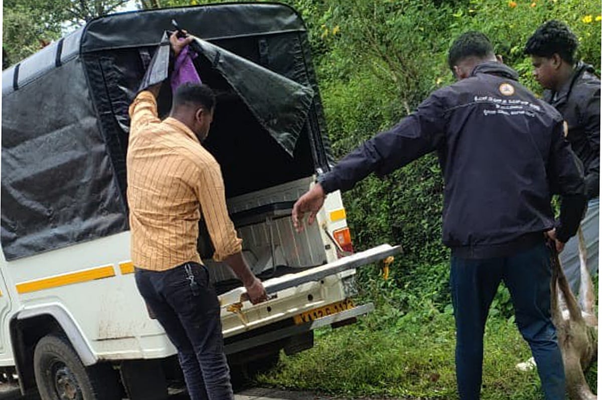 ಸುಂಟಿಕೊಪ್ಪ | ಬೀದಿ ನಾಯಿಗಳ ದಾಳಿ: ಮನೆಗೆ ನುಗ್ಗಿದ ಚಿರತೆ