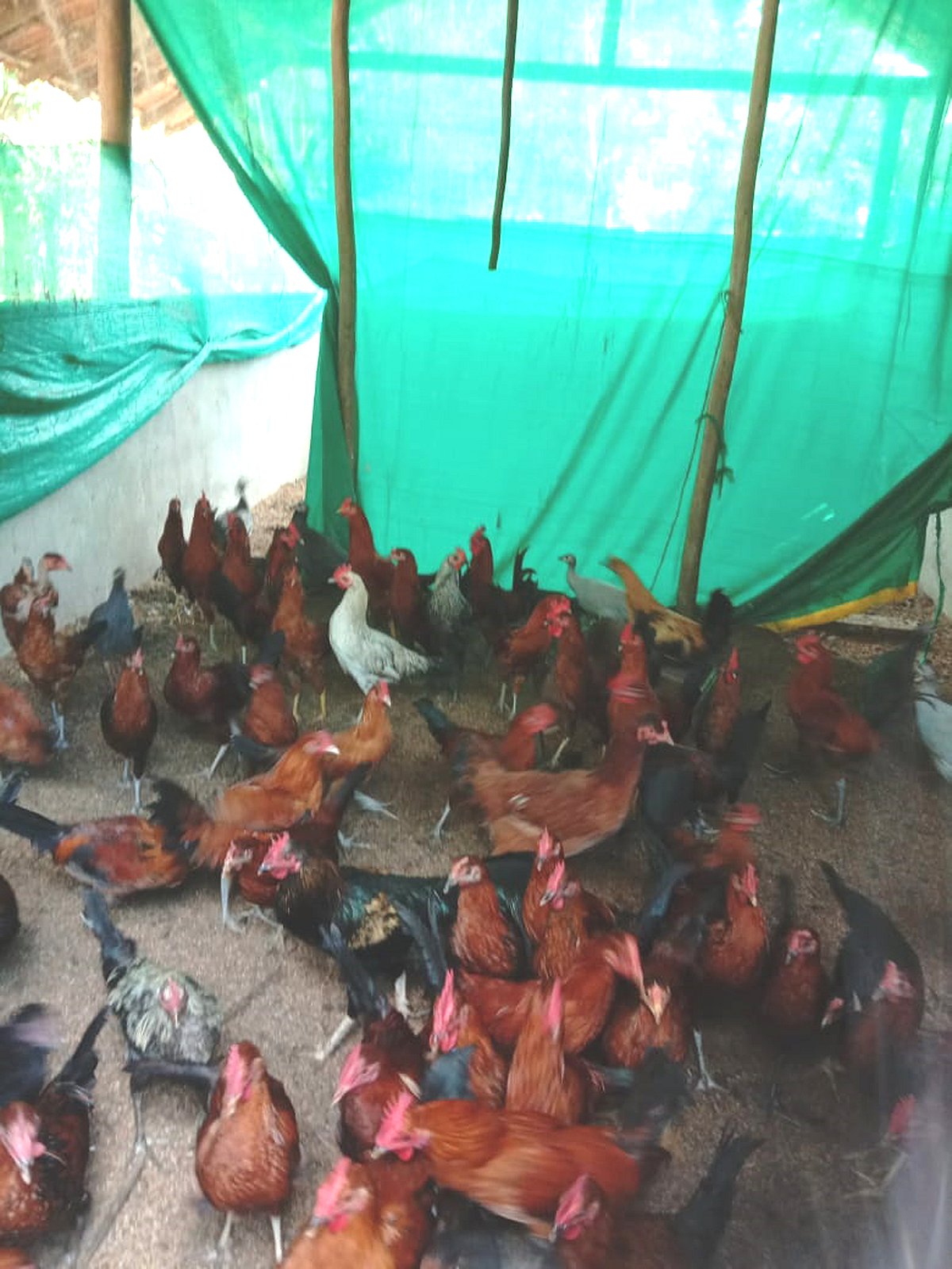 ನರಸಿಂಹರಾಜಪುರ: ಬದುಕು ರೂಪಿಸಿದ ನಾಟಿ ಕೋಳಿ ಸಾಕಾಣಿಕೆ 