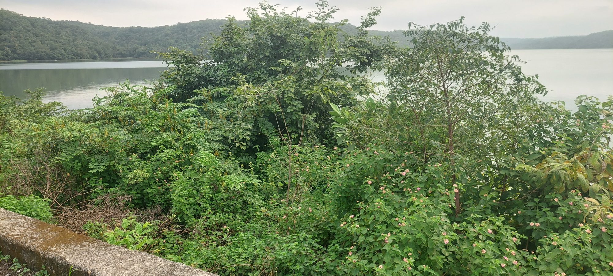 ಚಿಂಚೋಳಿ ತಾಲ್ಲೂಕಿನ ಚಂದ್ರಂಪಳ್ಳಿ ಜಲಾಶಯದ ಬಂಡ್ ಮೇಲೆ ನಿರ್ವಹಣೆಯ ಕೊರತೆ ಅನುದಾನದ ಅಲಭ್ಯತೆಯಿಂದ ಗಿಡ ಗಂಟಿ ಬೆಳೆದಿರುವುದು