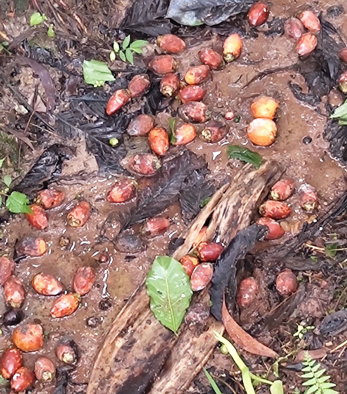 ಕಳಸ | ನಿಲ್ಲದ ಮಳೆ: ಅಡಿಕೆ ಬೆಳೆಗಾರರು ಕಂಗಾಲು
