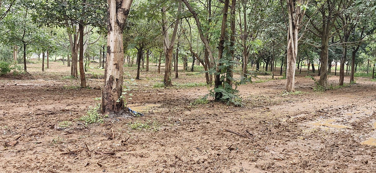 ಚನ್ನಪಟ್ಟಣ | ಜೀವೇಶ್ವರ ವನಕ್ಕೆ ಜೀವಕಳೆ ಪರಿಸರ ಪ್ರಿಯರು: ಸಾರ್ವಜನಿಕರ ಮೆಚ್ಚುಗೆ 