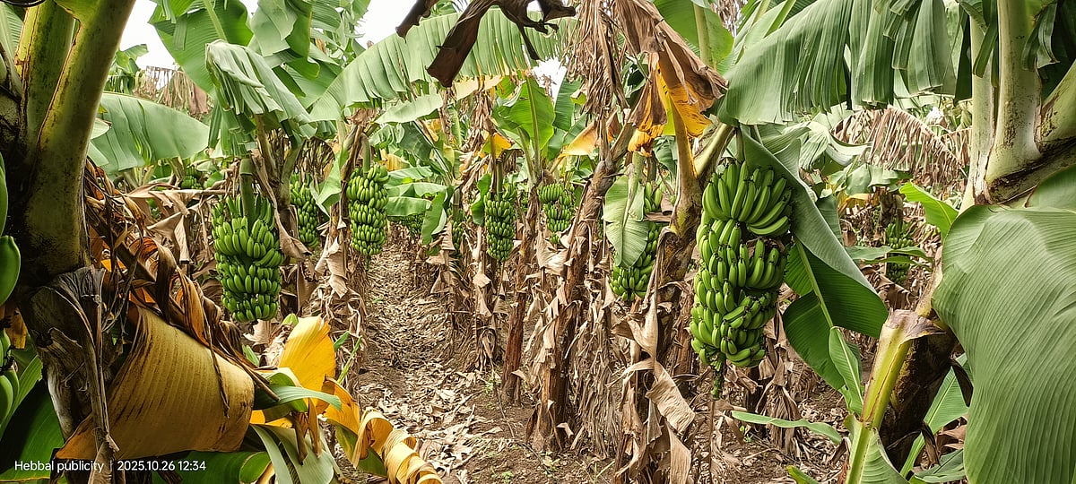 ಇರಾಕ್, ಇರಾನ್‌ಗೆ ಬಸರಕೋಡದ ಬಾಳೆ: ಅತಿವೃಷ್ಟಿ ಸಮಯದಲ್ಲೂ ಲಾಭ ಕಂಡುಕೊಂಡ ರೈತ 